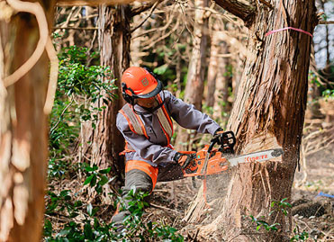 木の伐採・高木処理